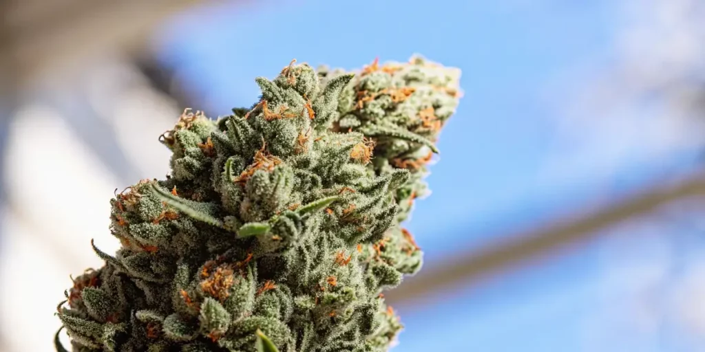 A close-up of a vibrant cannabis plant with dense buds coated in trichomes, surrounded by sharp green leaves.