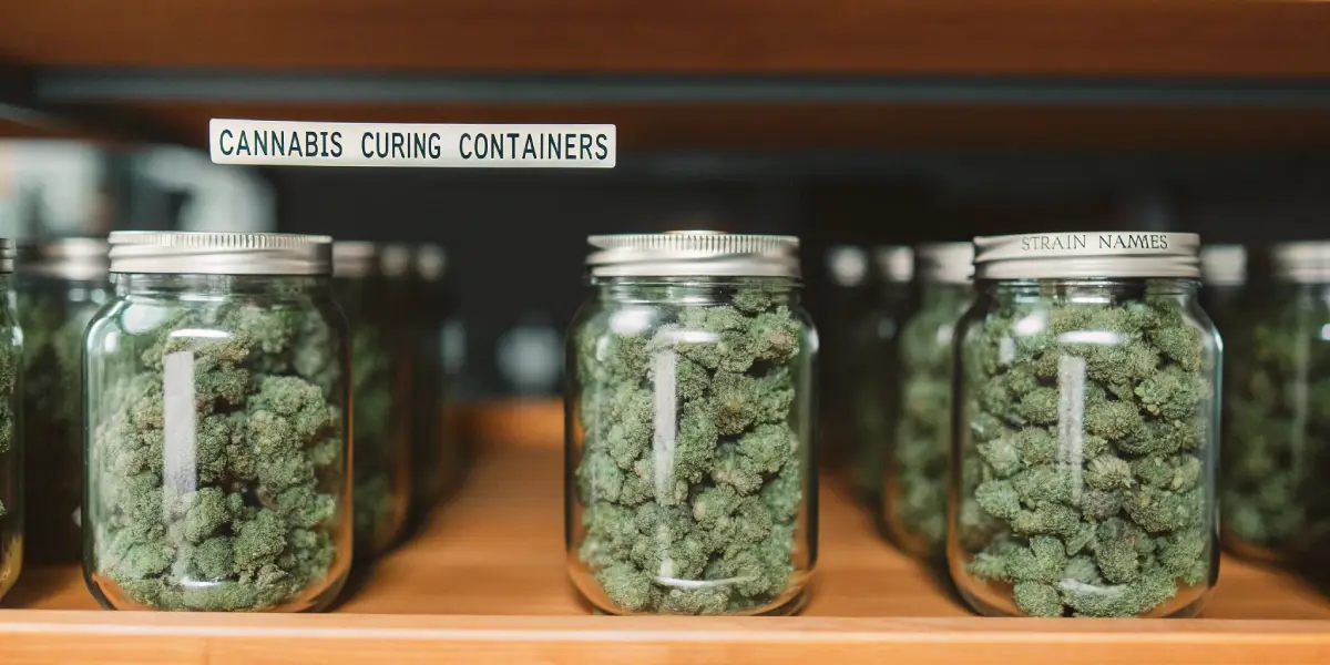 Row of clear glass jars filled with cannabis buds on a wooden shelf, with a "CANNABIS CURING CONTAINERS" sign.