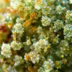 A close-up of cannabis trichomes, hinting at the presence of THCP.