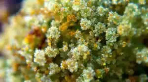 A close-up of cannabis trichomes, hinting at the presence of THCP.