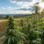 Hyper-realistic outdoor scene of cannabis cultivation: a vast field of lush plants stretching across a valley with distant mountains and a bright sunset sky.