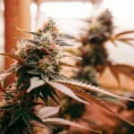 Cannabis buds developing in a greenhouse, with resinous trichomes and vibrant orange hairs.