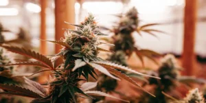 Cannabis buds developing in a greenhouse, with resinous trichomes and vibrant orange hairs.
