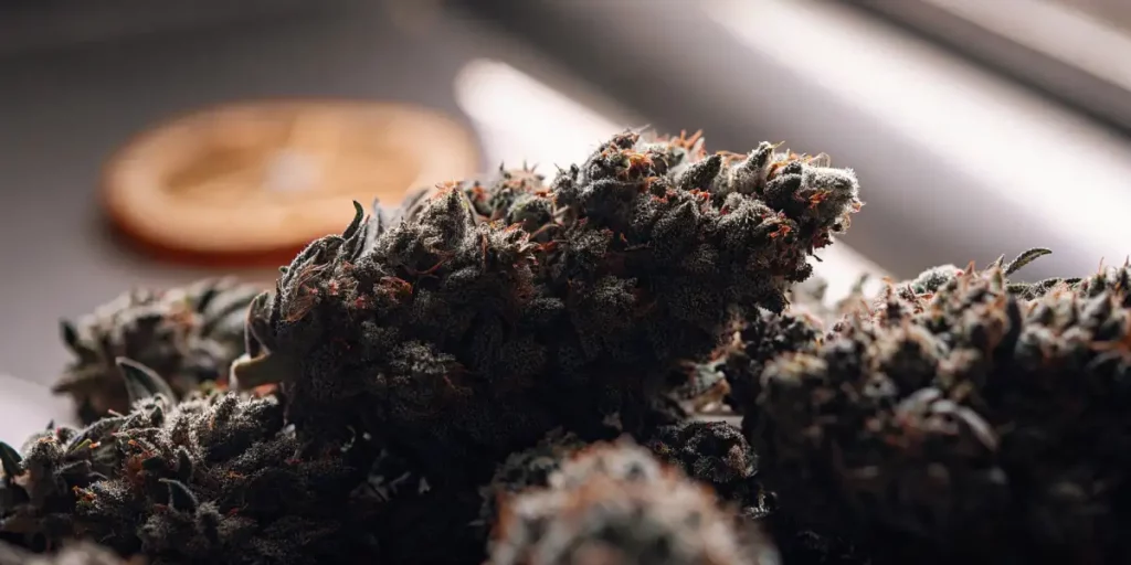 Cannabis plants growing under bright LED lights in a well-maintained indoor grow room.
