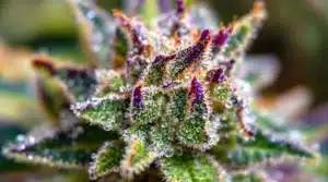 Close-up of cannabis buds with visible crystals, representing THCA and THCP.