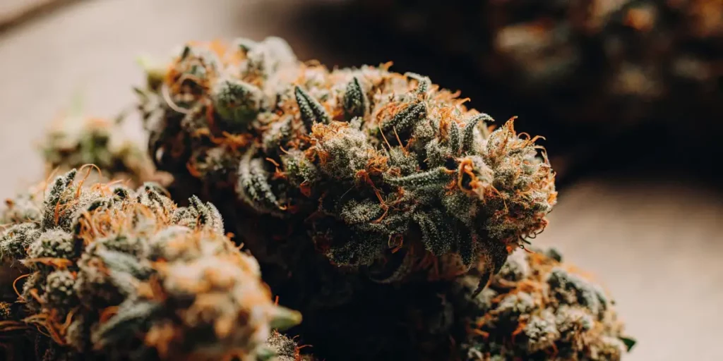 Frosted cannabis buds covered in resin with orange pistils against a blurred background.