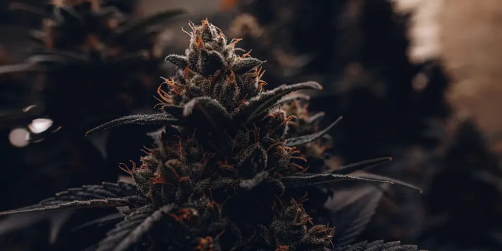 Cannabis plant with dark leaves and frosty trichomes, showcasing vibrant orange pistils.