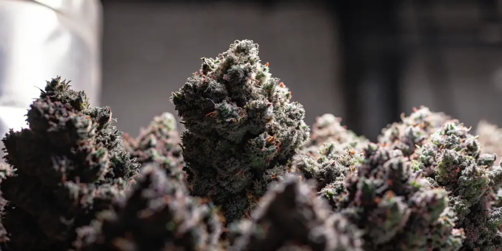 Close-up of dense cannabis buds with a frosty texture, highlighting the purple and green hues.