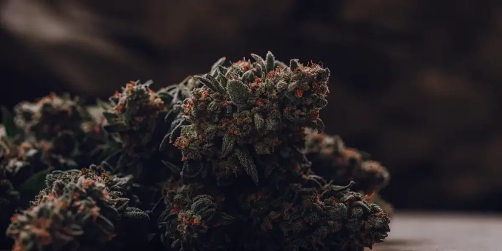 Close-up view of cannabis plant buds, with dense trichomes and orange pistils.