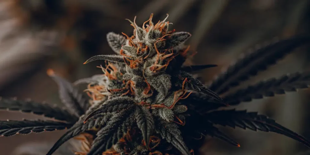 Close-up of a pineapple strain cannabis flower, showcasing frosty trichomes and orange pistils.