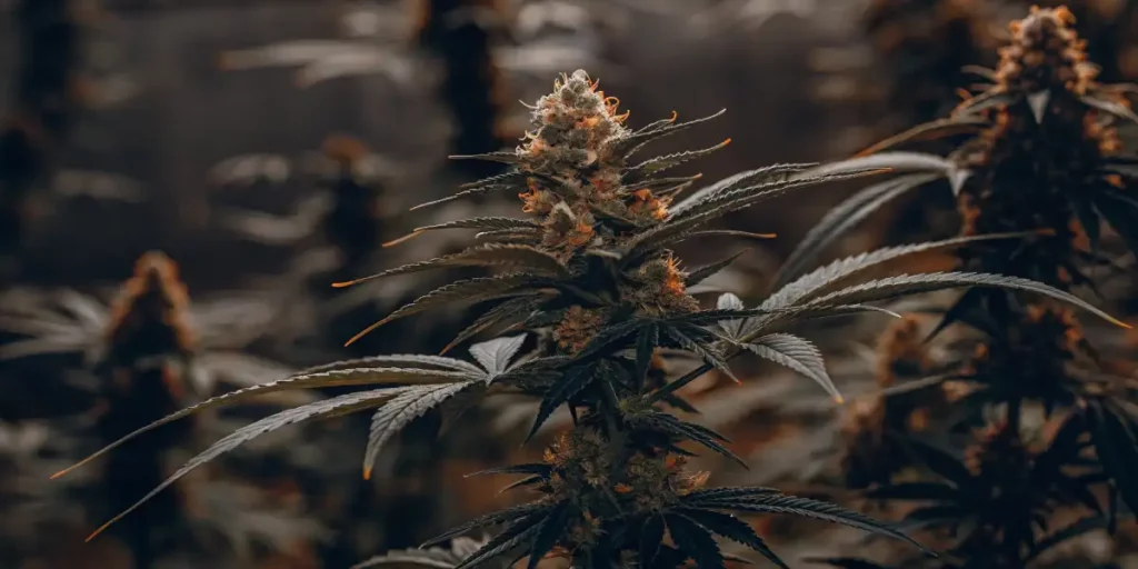 Dark-mode image of cannabis buds with orange hairs and green leaves, illuminated by soft light in a grow room.