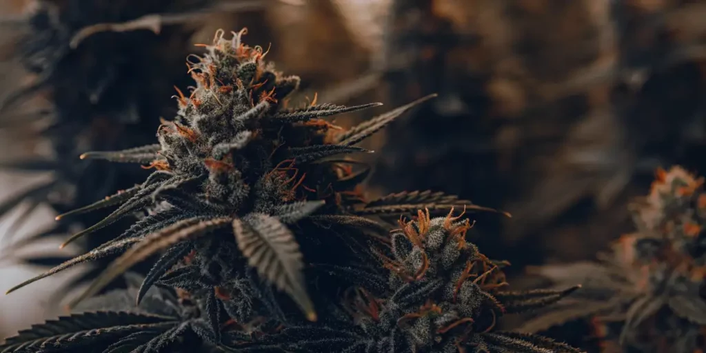 Dark cannabis plant with frosty buds and long leaves, highlighted by orange pistils.