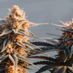 Dense cannabis buds covered in trichomes with orange pistils, showing fine details of the plant's flowers.