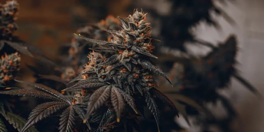 Close-up of a dense cannabis bud with thick trichomes and dark green leaves.
