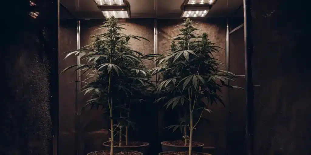 Two diesel cannabis plants growing under LED lights in an indoor grow room.
