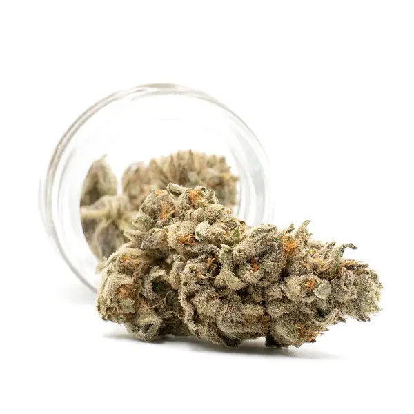 Donny Burger THCA Flower bud spilling from a jar, showcasing dense green hues and a generous coating of trichomes