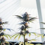 Hyper-realistic image of three exotic cannabis plants with dark buds and leaves, against a bright, translucent greenhouse roof.
