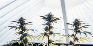 Hyper-realistic image of three exotic cannabis plants with dark buds and leaves, against a bright, translucent greenhouse roof.
