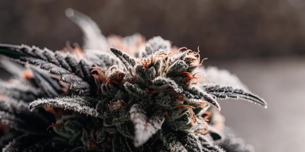 Close-up of frosted cannabis buds with orange hairs and thick resin