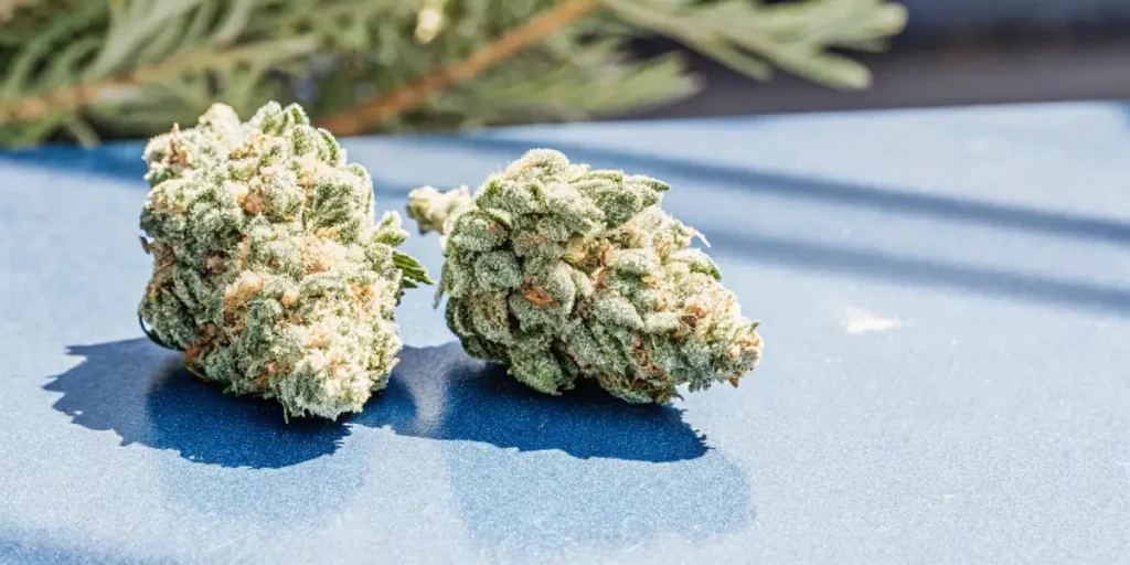 Two AK47 cannabis buds covered in trichomes on a blue surface with a green background.