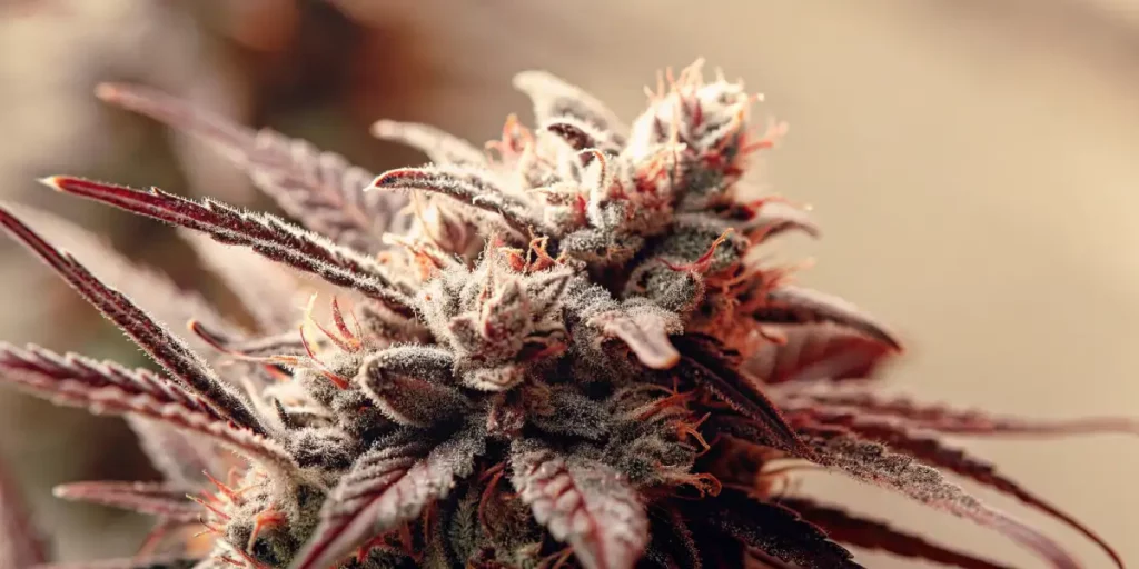Detailed view of Pink Rozay cannabis buds, showcasing dense trichomes and rich pink tones with orange pistils.