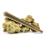 Fuelato pre-roll cannabis joint with dense buds, offering a gassy and creamy terpene profile.