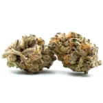 Two Gelato THCA Flower buds with dense green and purple colors, highlighted by frosty trichomes and bright orange pistils