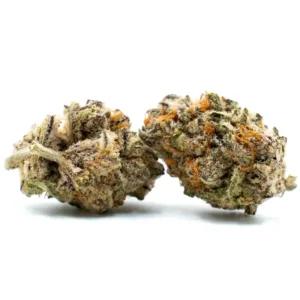 Two Gelato THCA Flower buds with dense green and purple colors, highlighted by frosty trichomes and bright orange pistils