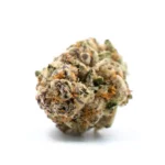 Single Gelato THCA Flower bud with frosty trichomes, displaying vibrant green and purple hues with orange pistils