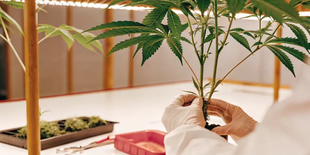 Hyper-realistic indoor cannabis cultivation scene: gloved hands tending to a cannabis plant with exposed roots, in a bright grow room.