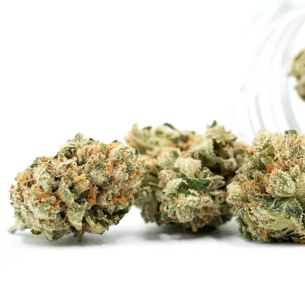 Gorilla Glue G4 THCA Flower buds with frosty trichomes, light green tones, and bright orange pistils spilling from a jar.