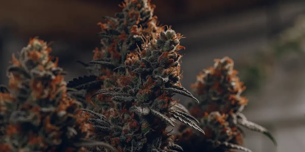 Close-up of Grape Ape cannabis flowers with frosty trichomes, orange pistils, and dark green leaves, illuminated by soft lighting.
