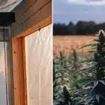 Split illustration: interior of a cannabis greenhouse with a light fixture (left), and a close-up of cannabis plants in an outdoor field at sunset (right).