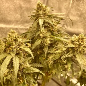 Indoor grow of 9lb Hammer strain with dense buds and yellow-tinged leaves under warm lighting.