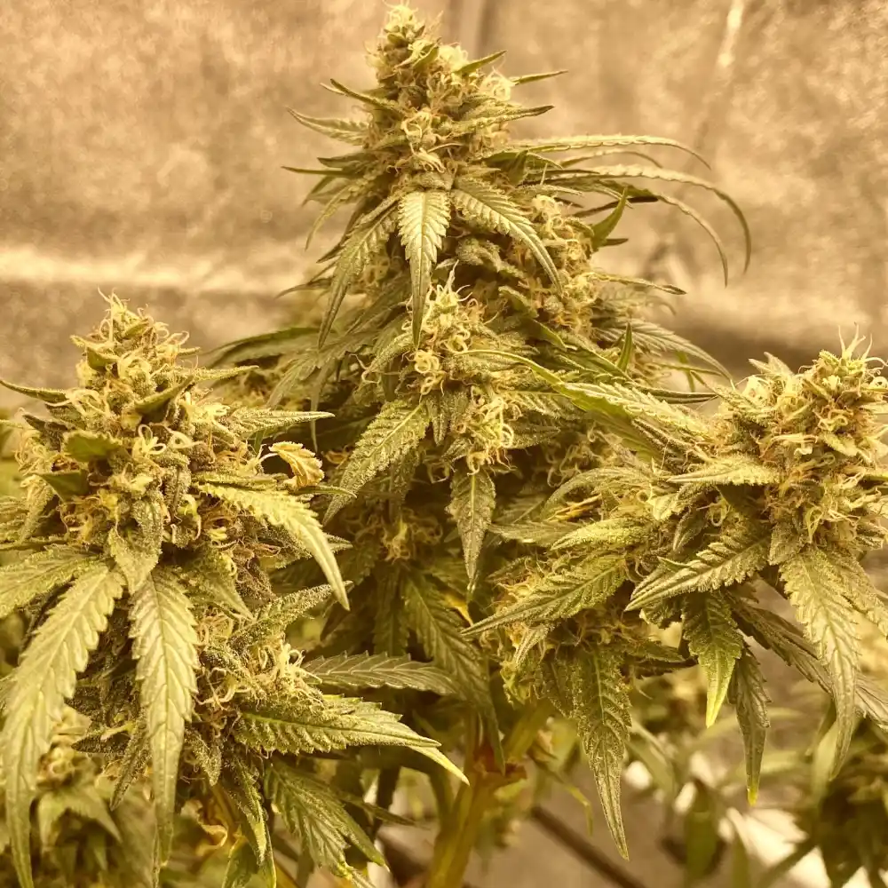 Indoor grow of 9lb Hammer strain with dense buds and yellow-tinged leaves under warm lighting.