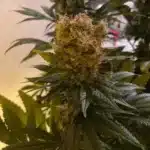 Close-up of Afghan Autoflower bud with dense, golden trichomes and broad green leaves.