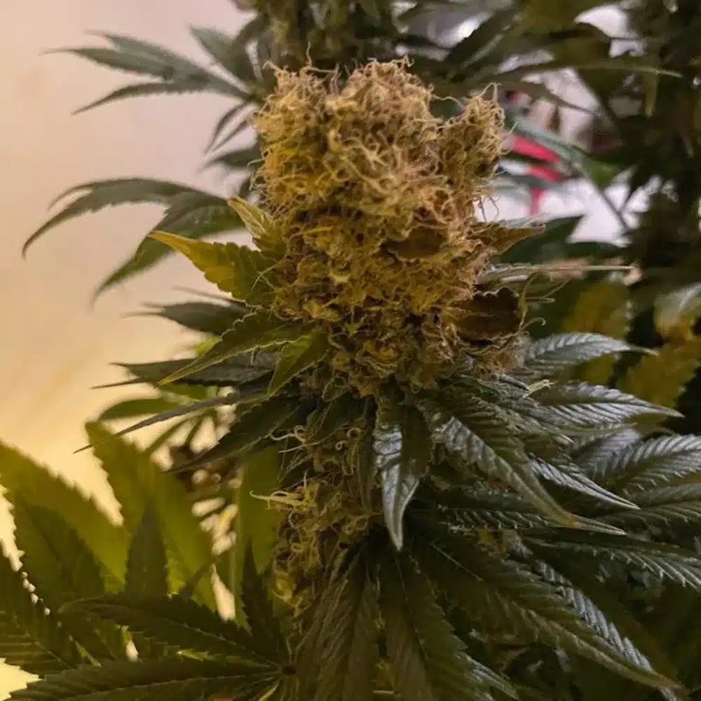 Close-up of Afghan Autoflower bud with dense, golden trichomes and broad green leaves.