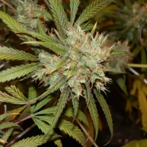 Close-up of Amnesia Bubba Auto F1 bud with dense trichomes and orange pistils among green leaves