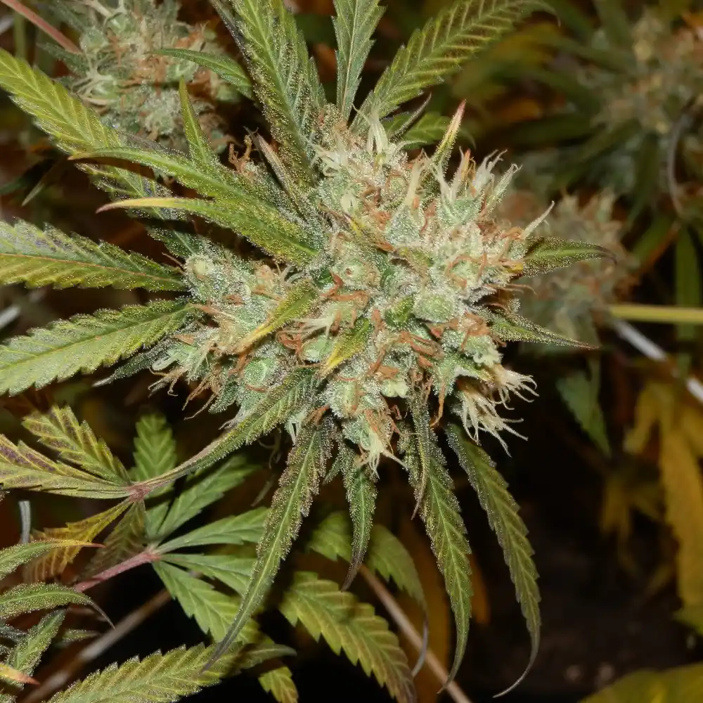 Close-up of Amnesia Bubba Auto F1 bud with dense trichomes and orange pistils among green leaves