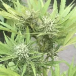 Auto Gelato strain plant in flowering stage with multiple buds and lush green leaves, showing healthy growth outdoors