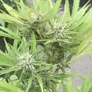 Auto Gelato strain plant in flowering stage with multiple buds and lush green leaves, showing healthy growth outdoors