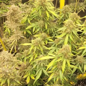 Auto Kush XL Plant and its buds