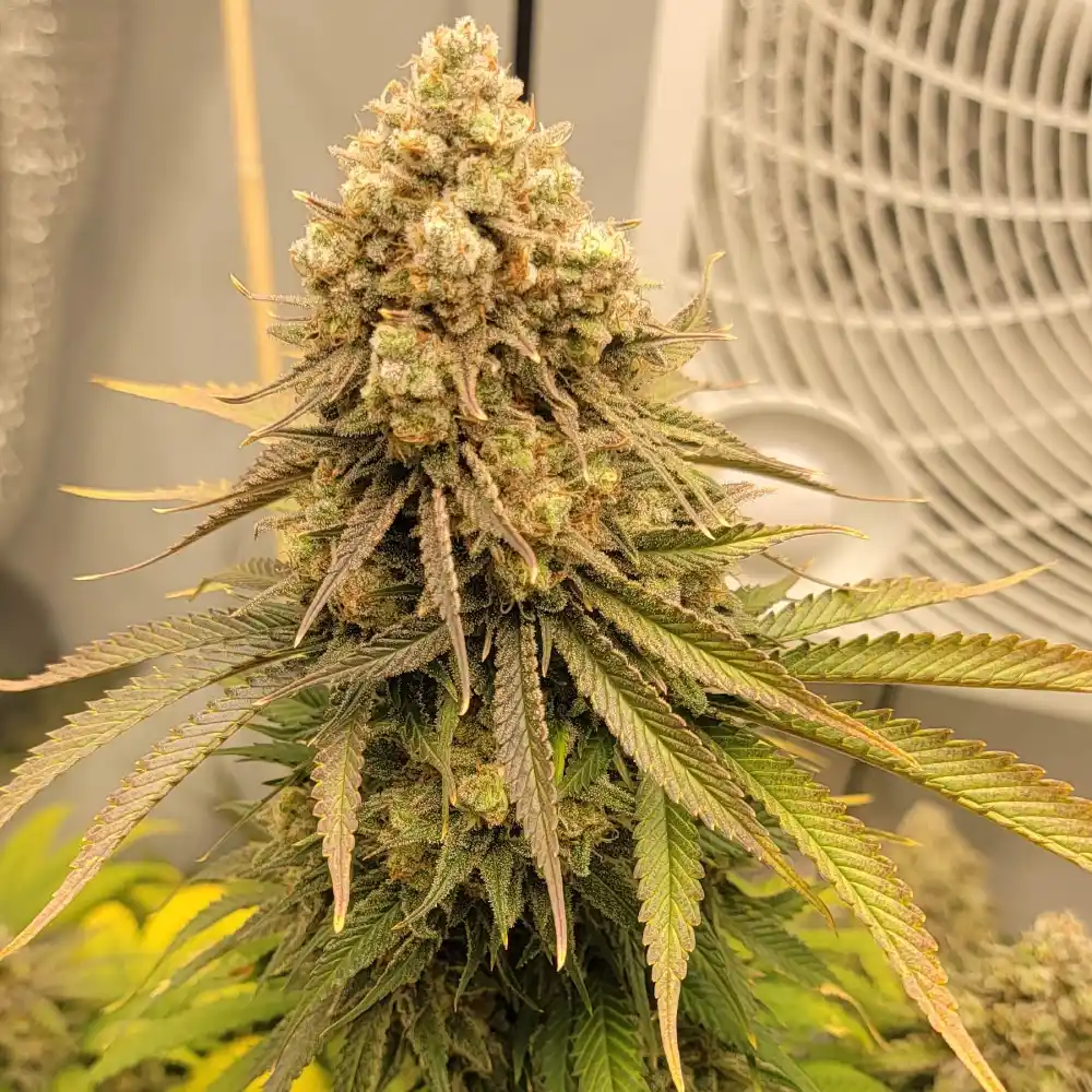 Close-up of Blue Cookies cannabis strain showing dense buds with frosty trichomes and surrounding fan leaves.