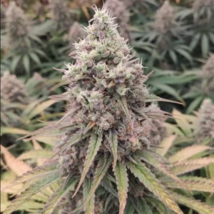 Close-up of Cafe Racer CBD cannabis bud covered in frosty trichomes and purple accents on the leaves