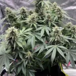 Indoor grow of DoSiDos Fast Version strain with multiple buds, broad fan leaves, and healthy green foliage.