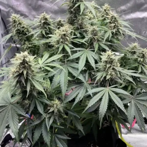 Indoor grow of DoSiDos Fast Version strain with multiple buds, broad fan leaves, and healthy green foliage.