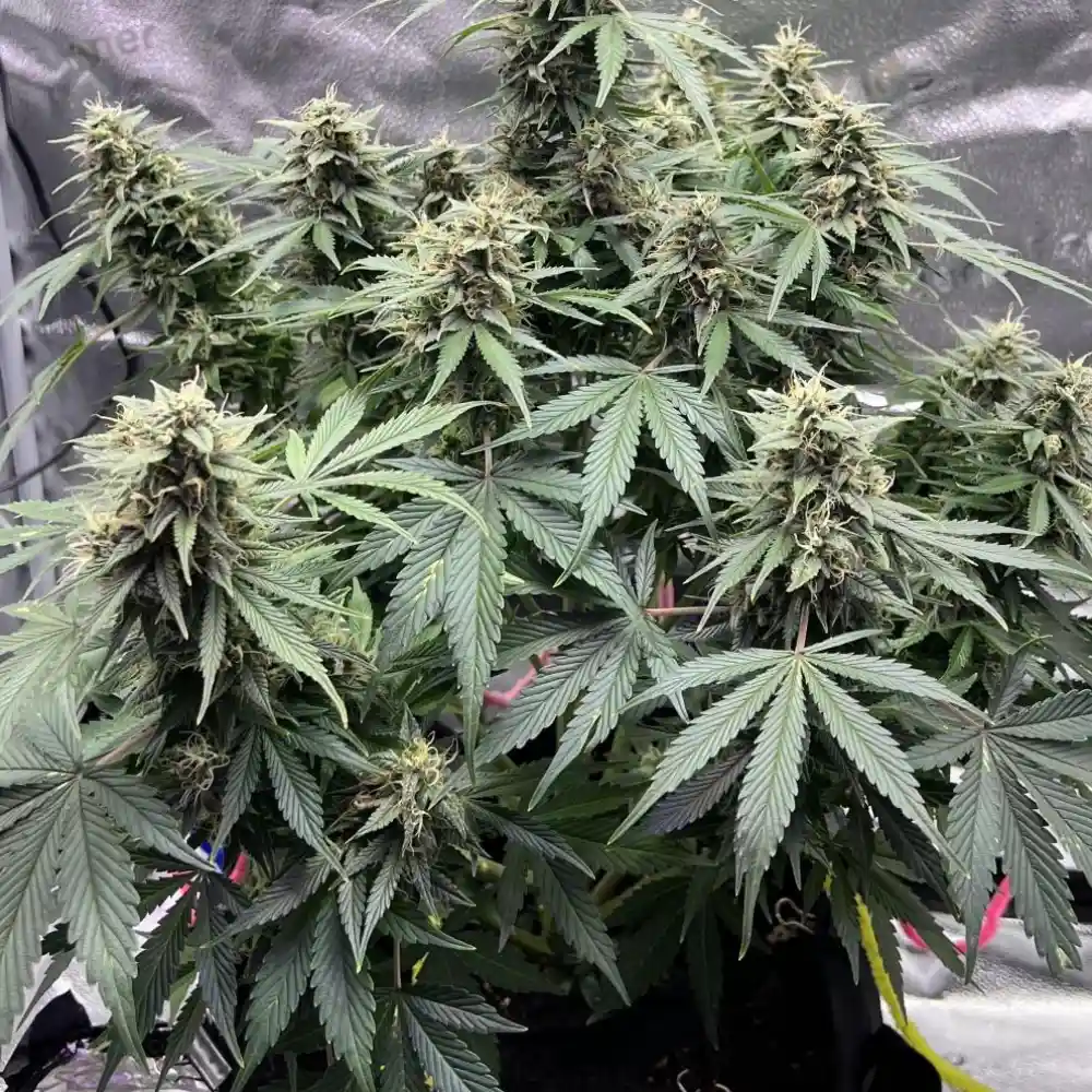 Indoor grow of DoSiDos Fast Version strain with multiple buds, broad fan leaves, and healthy green foliage.
