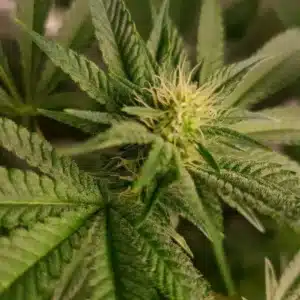 Close-up of Frosty Blue OG weed strain bud in early flowering stage, showing white pistils and trichome-covered leaves.