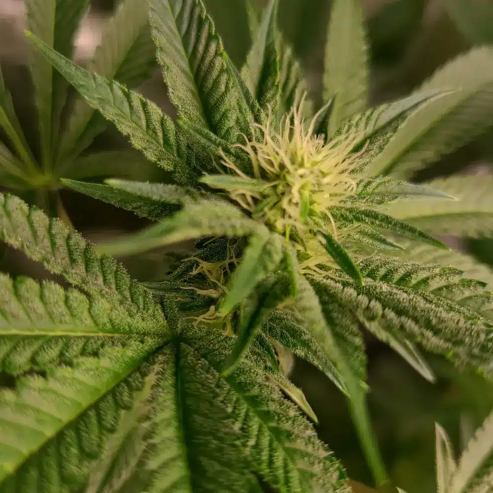 Close-up of Frosty Blue OG weed strain bud in early flowering stage, showing white pistils and trichome-covered leaves.
