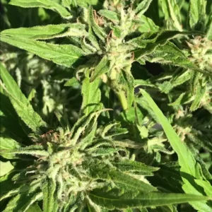 Close-up of Gelato FBV cannabis strain with light green leaves and developing white trichomes in a sunny outdoor setting